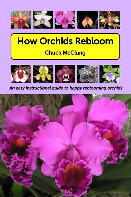How Orchids Rebloom Book Cover