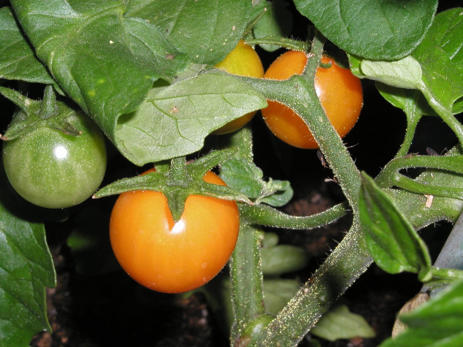 It's Time for Tomatoes! - Chuck the Plant Guy