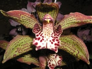 A spectacular Cymbidium orchid flower