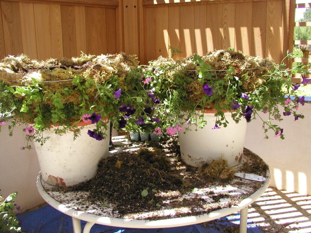 How to Create a Victorian Hanging Moss Basket Chuck the Plant Guy