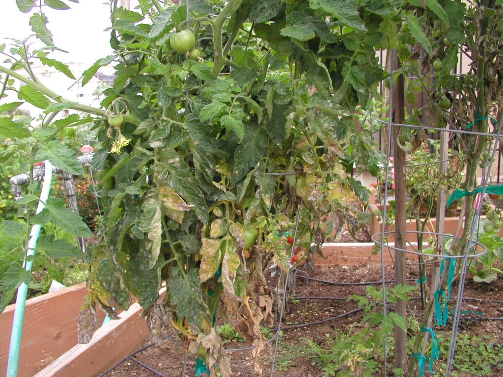 What Do I When My Tomato Plant Gets Powdery Mildew How Orchids Rebloom What do i when my tomato plant gets powdery mildew how orchids rebloom