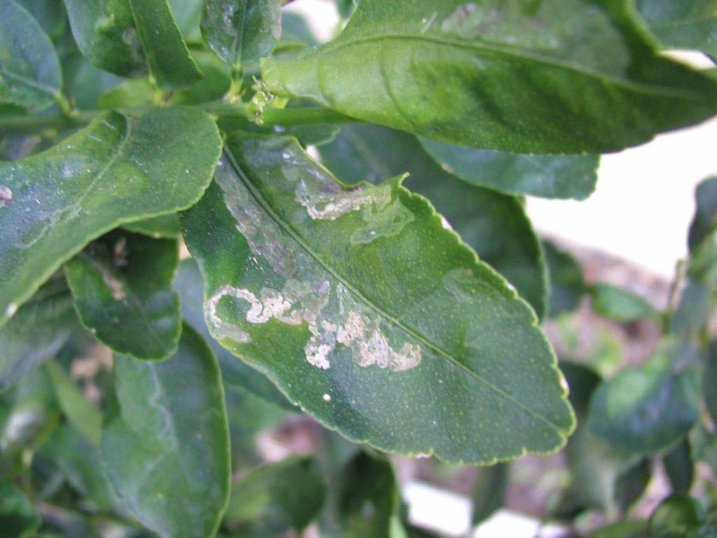 "What's causing the leaves to curl on my citrus?!" Chuck the Plant Guy