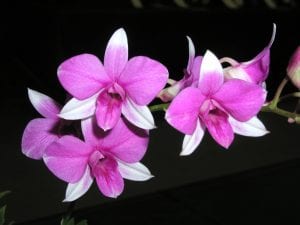 Photos from the San Diego County Orchid Society Fall Show 2019