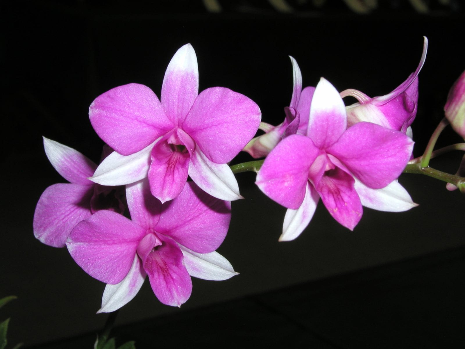 First photos from the Fall 2019 Show of the San Diego County Orchid