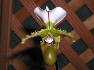 Photos from the San Diego County Orchid Society Fall Show 2019
