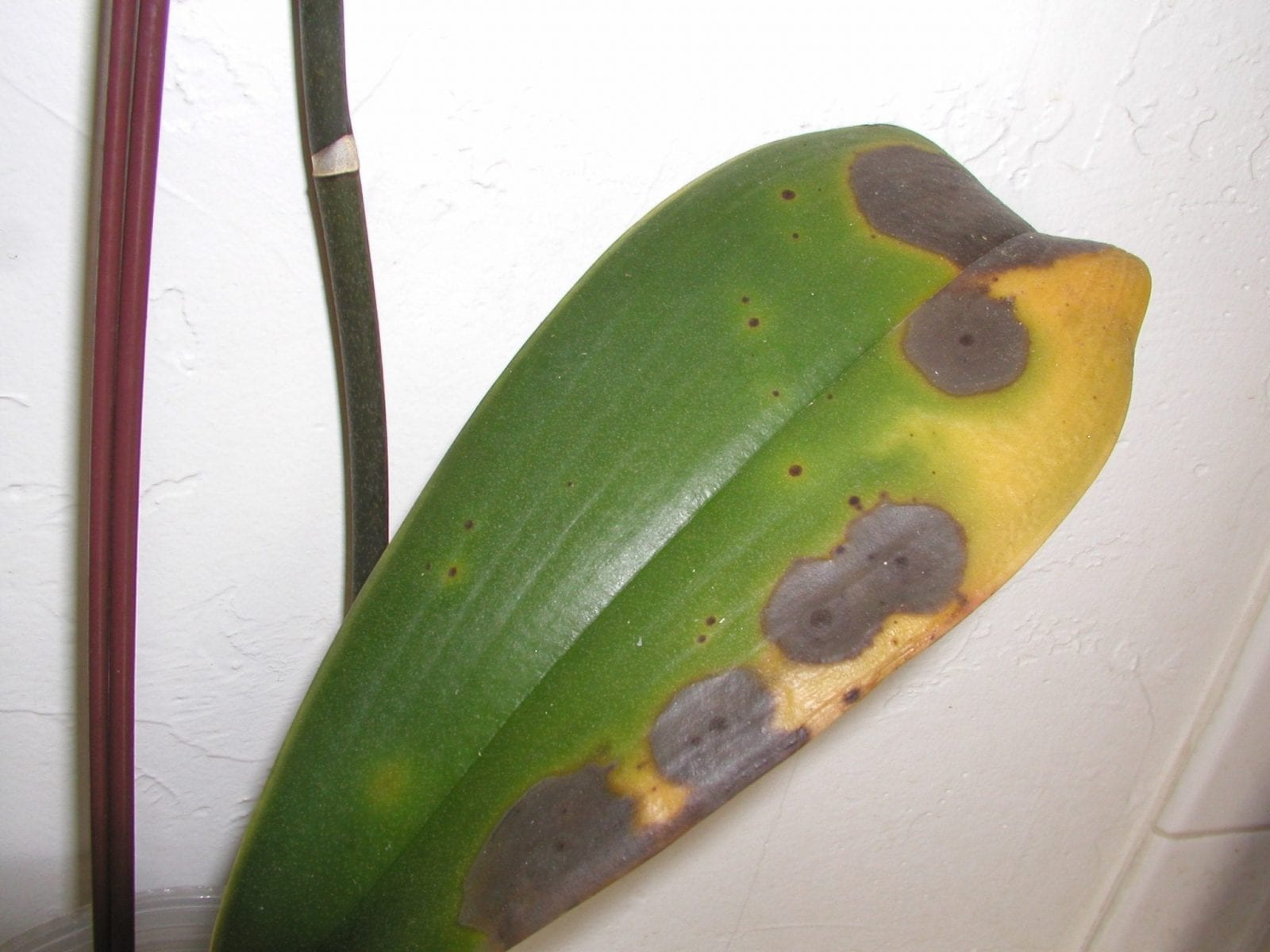 Cold Damage on San Diego Plants Chuck the Plant Guy