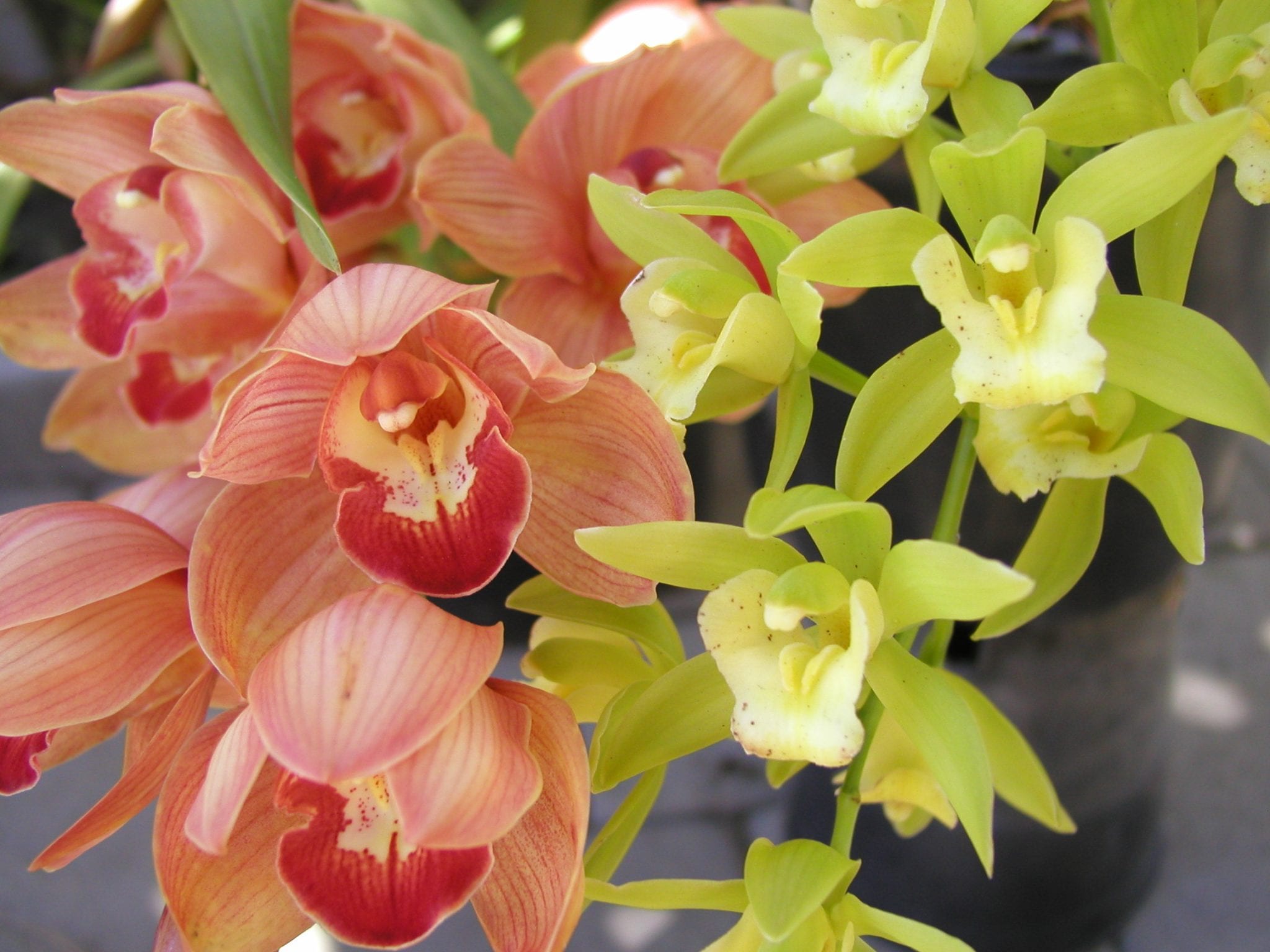 SUMMER CYMBIDIUM CARE in SAN DIEGO Chuck the Plant Guy