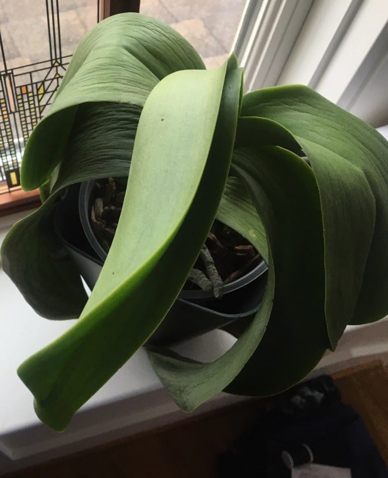 What Do I Do When My Phalaenopsis Orchid Looks Like It's Wilting?! How Orchids Rebloom