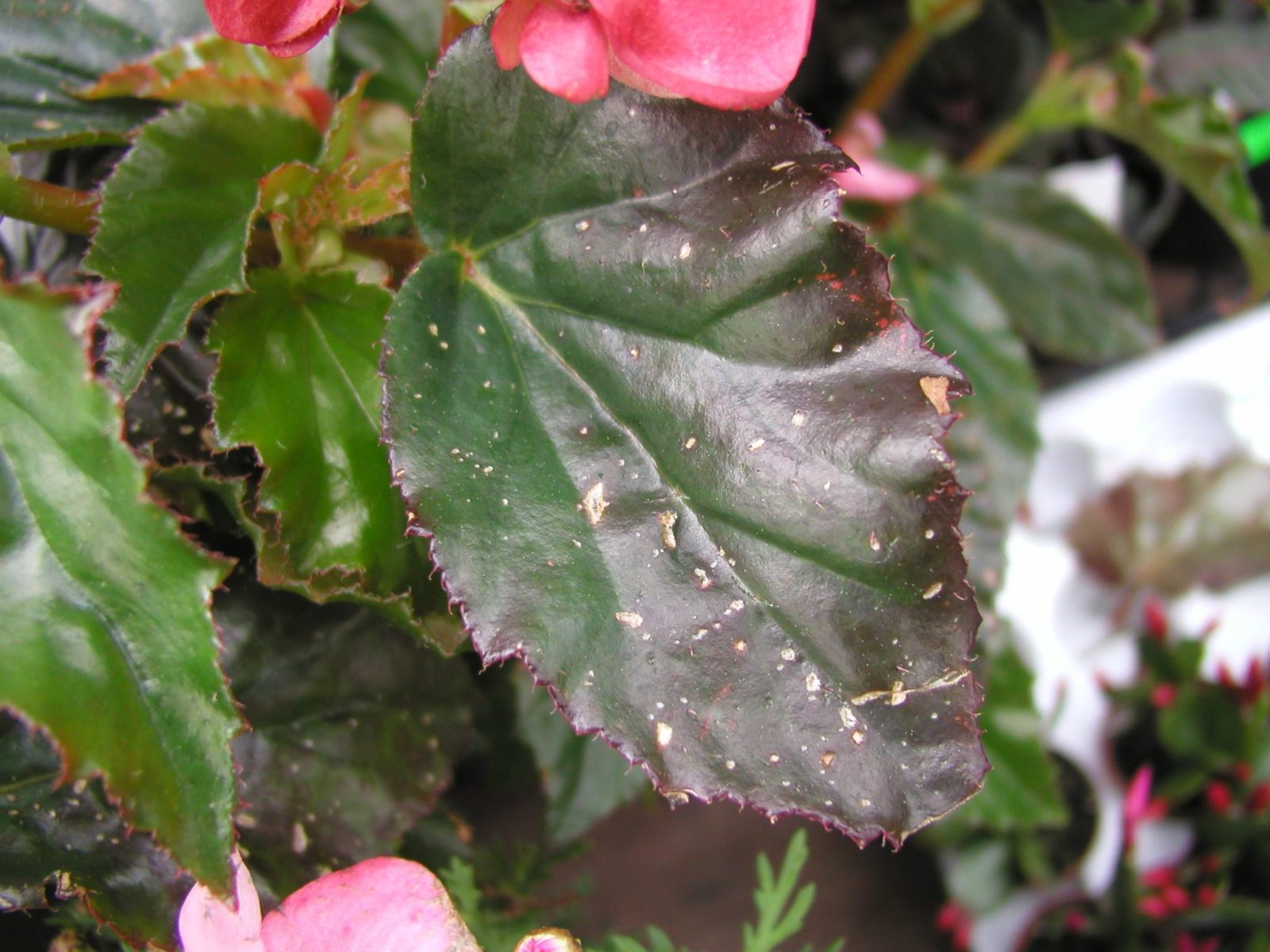 What's Wrong With the Leaves on My Plant? Chuck the Plant Guy